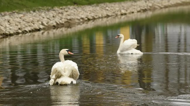 В Кривякино с потеплением вернулись лебеди и появились новые пернатые друзья