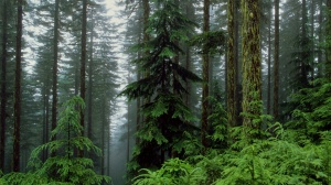 Комлесхоз Подмосковья может перевыполнить план по лесовосстановлению