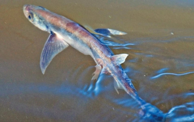 В Московской области начался нерест рыб