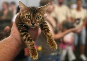 В Коломне состоялась выставка породистых кошек