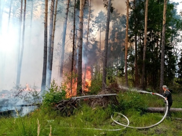 55 лесных пожаров ликвидировано в Московской области за неделю