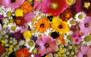 Более 100 цветочных магазинов вели торговлю перед 8 марта с нарушениями