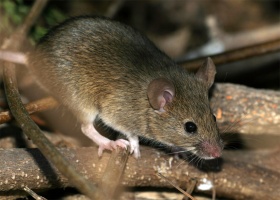 В Коломне в декабре прошлого года 4 человека заразились "мышиной лихорадкой"