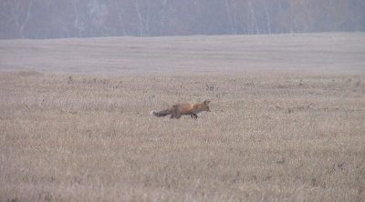 Коломенские охотники готовятся к зиме