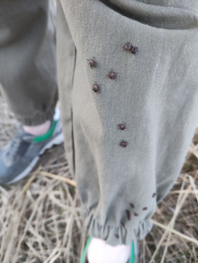 Осень пришла, но клещи уходить не намерены