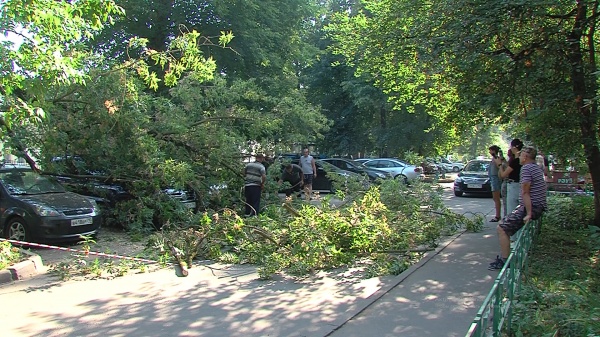 На улице Шилова упала с дерева ветка и повредила сразу четыре припаркованных автомобиля