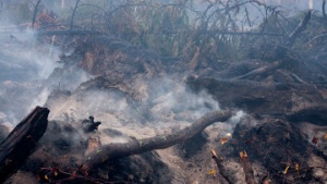 Сжигание порубочных остатков в Луховицком лесничестве завершили на 96%