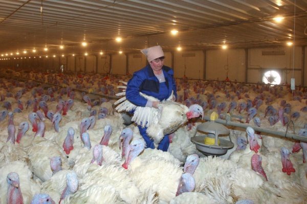 На Егорьевской птицефабрике создадут рабочие места