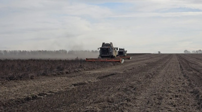 В Луховицах собирают сою 