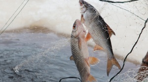 Сезонный запрет на ловлю рыбы вводится в Подмосковье с 22 марта