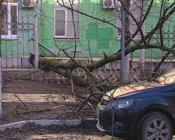 Рядом с родильным домом упало высокое дерево (ФОТО) 