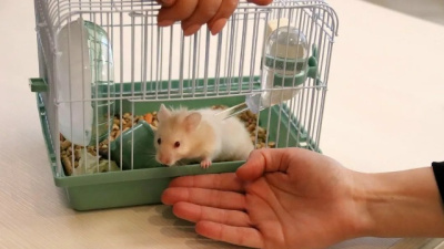 Хомяк Женя может стать "Студентом года" 