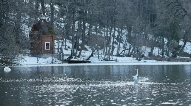 Лебеди вернулись после зимовки на пруды в Сенницах