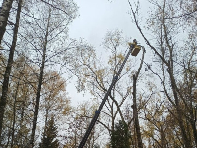 На Старом городском кладбище в Коломне вырубили аварийные дервья