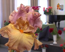 В Доме Озерова открылась выставка цветов