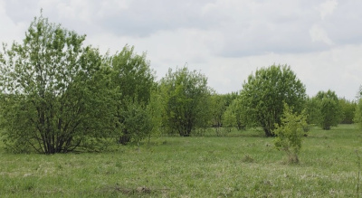 В Луховицах участились палы травы