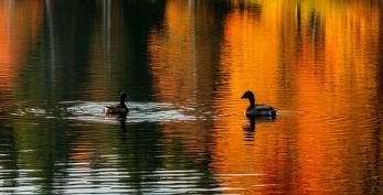 Жителям Луховиц предлагают выбрать водоём для очистки в 2026 году