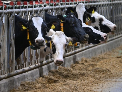 Озёрская &quot;Сосновка&quot; подтвердила статус племенного завода