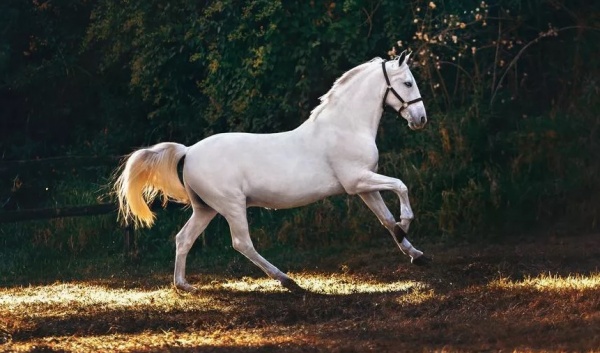 В Егорьевске украли лошадь