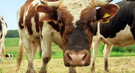600-килограмовый бык напал на конюха в Луховицах