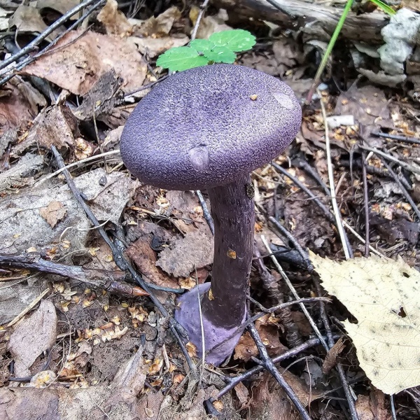 Редкий гриб обнаружен в подмосковных лесах