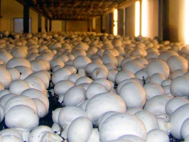 Экономика Зарайска будет прирастать грибами
