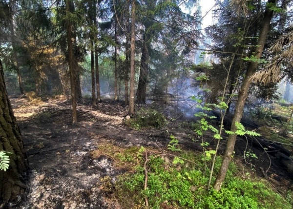 Средний показатель реагирования на возгорание в лесах Подмосковья не превышает часа