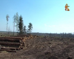 Заново посадить лес после лесных пожаров удастся не раньше 2018 года