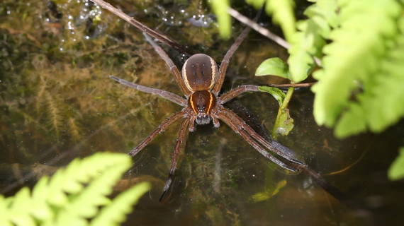 Огромного паука обнаружили в Озерах