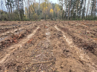 Весной под Коломной высадят новый лес