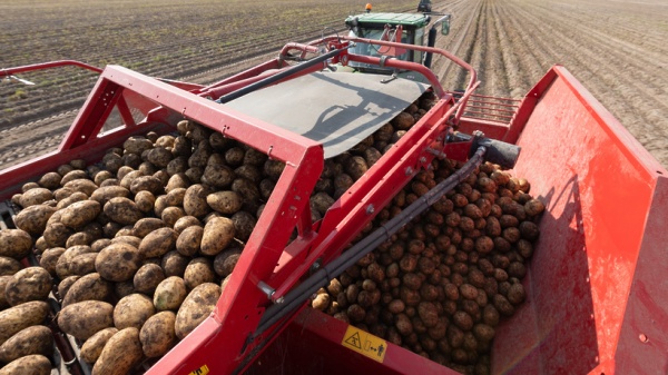 В Подмосковье активно убирают картофель