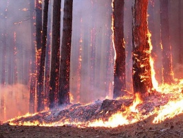 Вчера в Луховицком районе горел лес