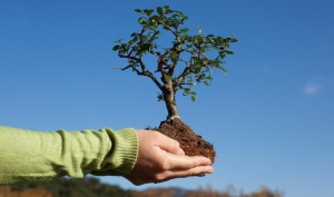 Акция «Наш лес. Посади своё дерево»: в Коломне уже более 400 деревьев