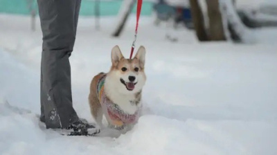 Пушистый день пройдёт в парке Мира 28 февраля