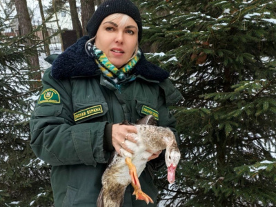 В Воскресенске утку освободили из ледяного плена и приютили для восстановления 
