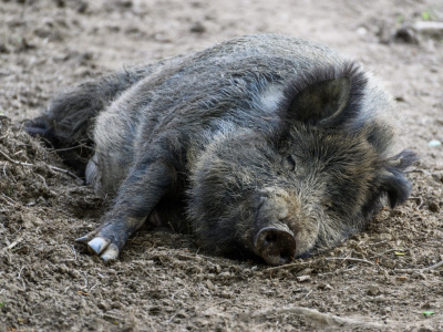Дикие кабаны напугали жителей Воскресенска