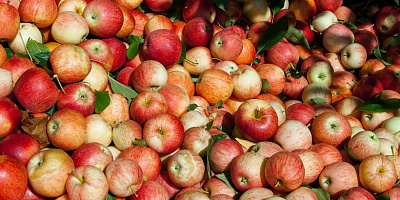 В Подмосковье будут наращивать производство яблок