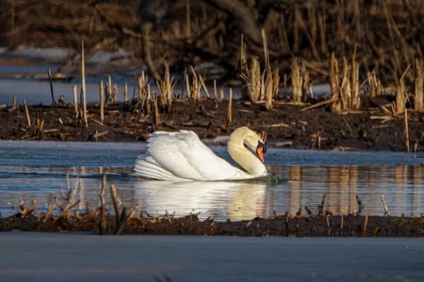 Специалисты просят не подкармливать осенью водоплавающих птиц