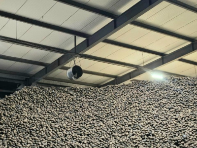 Озёрские аграрии создают для картофеля комфортные условия