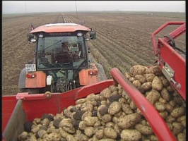 Капуста и картофель нового урожая из Коломенского района - уже в продаже