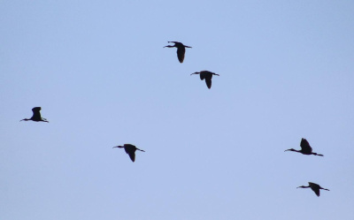 Жителям Подмосковья рассказали, как проходит миграция птиц