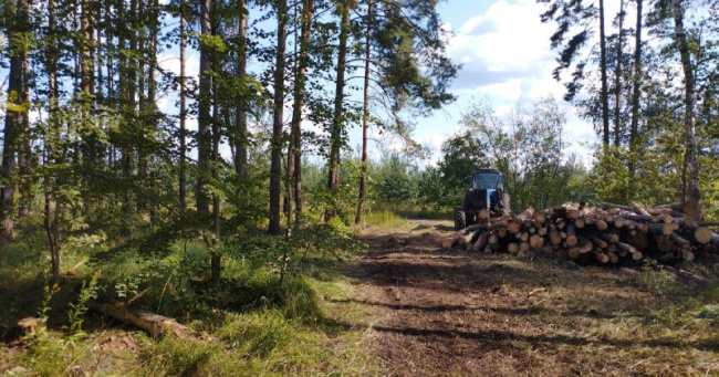 В Сосновом Бору завершили санитарную рубку