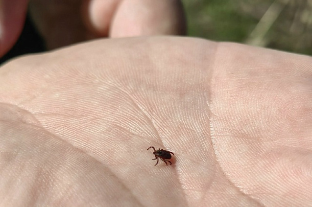 Первого в этом году клеща удалили в коломенском травмпункте