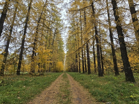 В усадебном парке Келлеров в Озёрах восстановят исторический ландшафт
