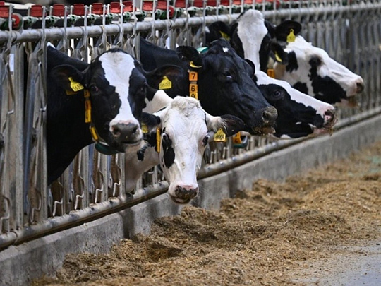 Озёрская &quot;Сосновка&quot; подтвердила статус племенного завода