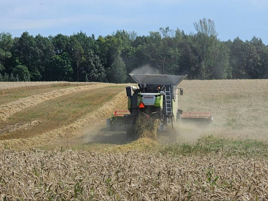 В Озёрах завершили уборку озимой пшеницы