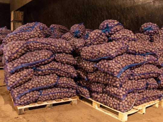 В Озёрах завершили уборку урожая картофеля