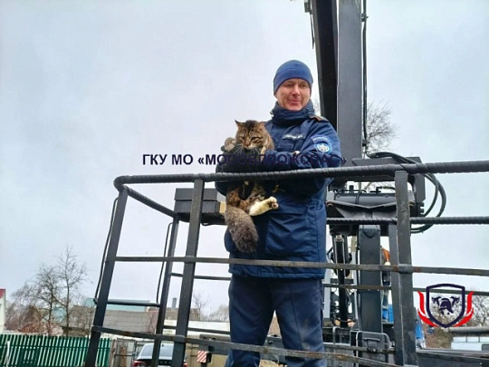 Кошка Маруся два дня провела на пихте в Серебряных Прудах