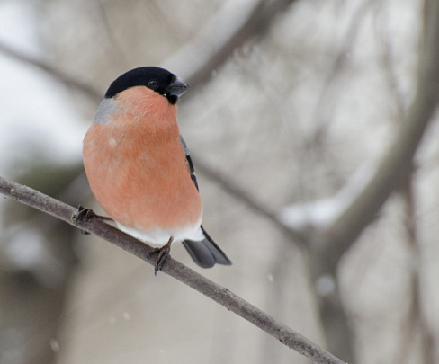 Зимние стратегии выживания фауны Подмосковья