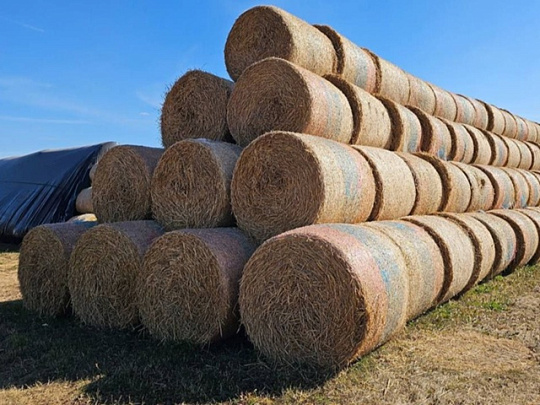 Озёрские аграрии завершили осеннюю подготовку грубых кормов 